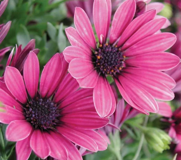Osteospermum 'Soprano Purple', African Daisy 'Soprano Purple', Cape Daisy 'Soprano Purple', Soprano Series, evergreen perennial, evergreen shrub, purple flowers