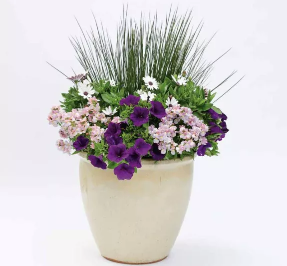 Osteospermum 'Soprano White', African Daisy 'Soprano White', Cape Daisy 'Soprano White', Soprano Series, evergreen perennial, evergreen shrub, white flowers