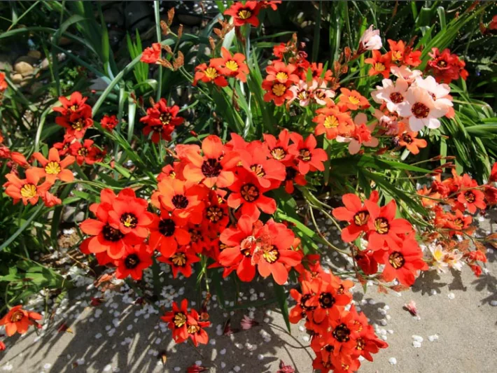 Sparaxis tricolor, Harlequin Flower, Wand flower, Red flowers,