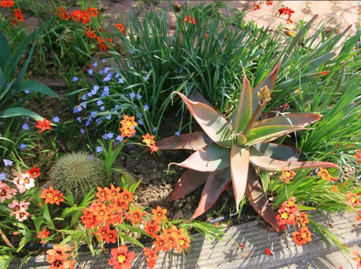 Sparaxis tricolor, Harlequin Flower, Wand flower, Red flowers,