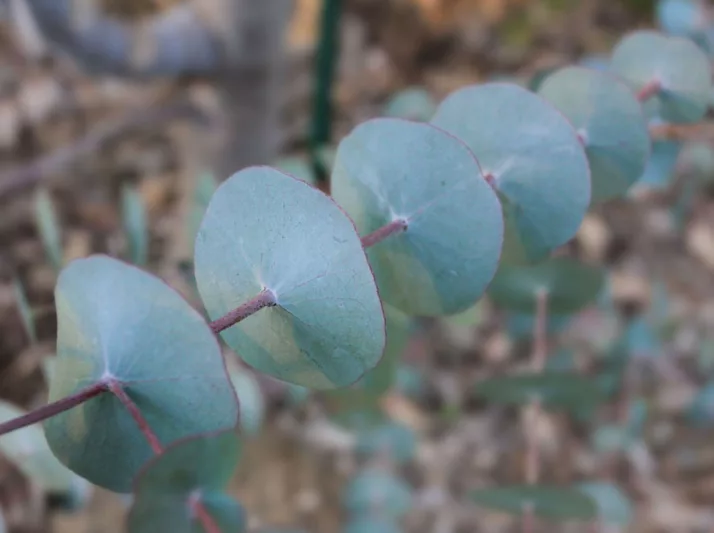 Eucalyptus perriniana, Spinning Gum, Silver Dollar Gum, Round-Leafed Gum, Evergreen Tree, Bark, White Bark