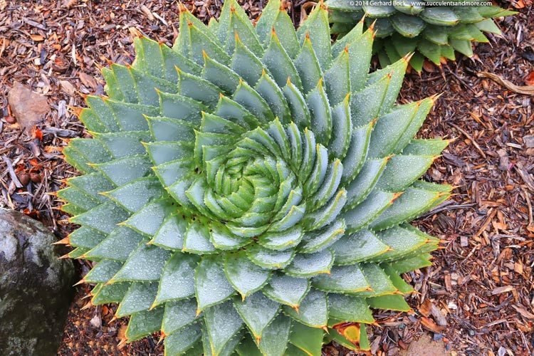 Aloe polyphylla,Spiral Aloe
