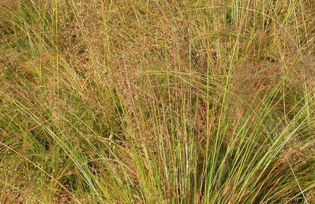 Sporobolus Heterolepis, Prairie Dropseed, Prairie Drop seed, Ornamental Grass