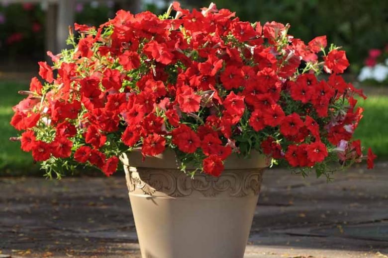 Petunia 'Easy Wave Red', Easy Wave Red Petunia, Trailing Petunia, Red Petunia, Red Flowers