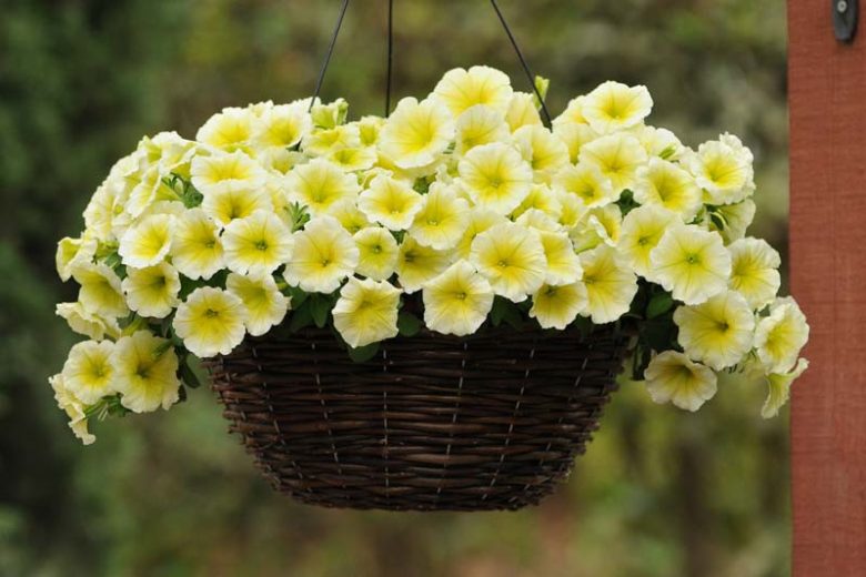 Petunia 'Easy Wave Yellow', Easy Wave Yellow Petunia, Trailing Petunia, Yellow Petunia, Yellow Flowers