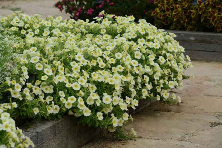 Petunia 'Easy Wave Yellow', Easy Wave Yellow Petunia, Trailing Petunia, Yellow Petunia, Yellow Flowers