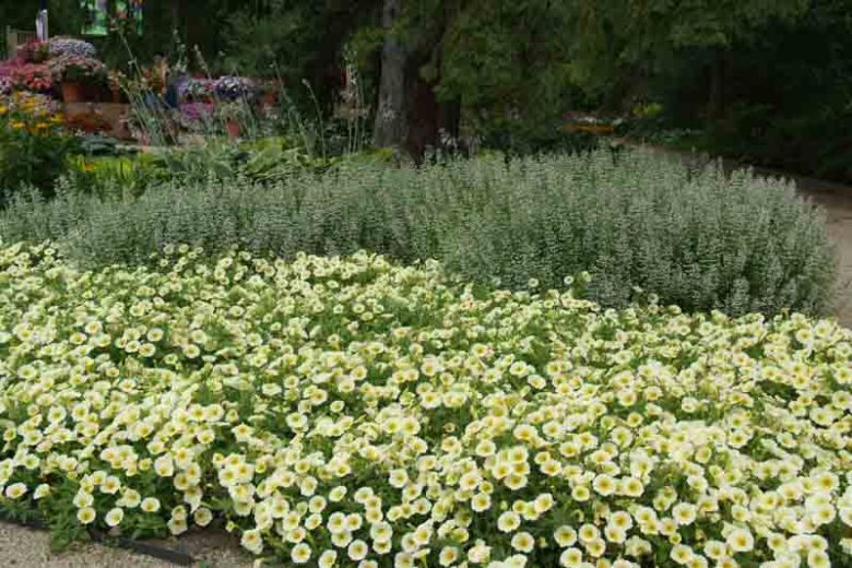 Petunia 'Easy Wave Yellow', Easy Wave Yellow Petunia, Trailing Petunia, Yellow Petunia, Yellow Flowers