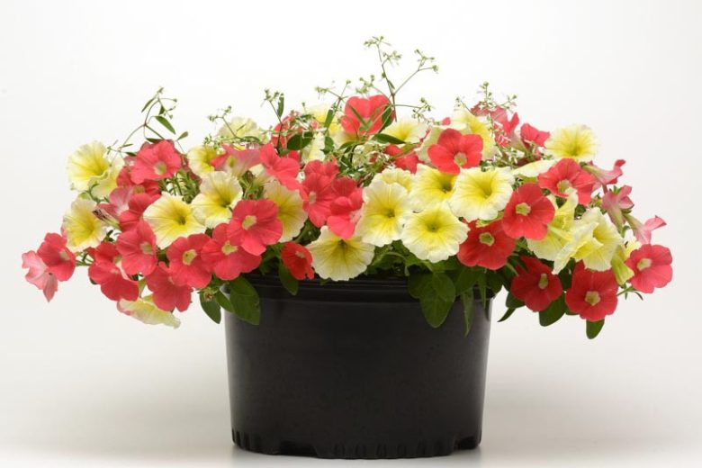 Petunia 'Shock Wave Coral Crush', Shock Wave Coral Crush Petunia, Mounding Petunia, Spreading Petunia, Pink Petunia, Pink Flowers