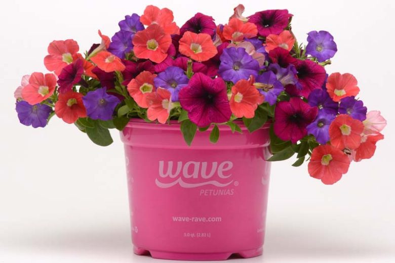 Petunia 'Shock Wave Denim', Shock Wave Denim Petunia, Mounding Petunia, Spreading Petunia, Blue Petunia, Blue Flowers