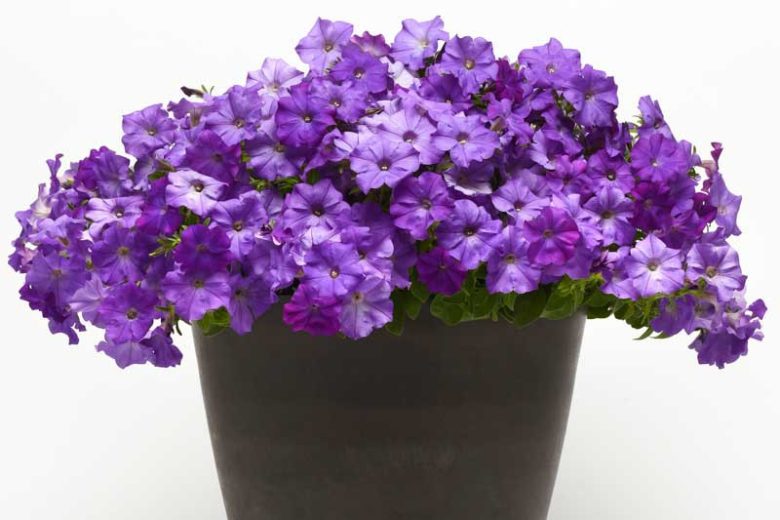 Petunia 'Shock Wave Denim', Shock Wave Denim Petunia, Mounding Petunia, Spreading Petunia, Blue Petunia, Blue Flowers