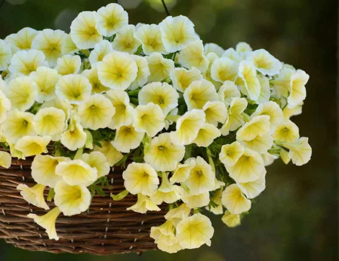 Petunia 'Shock Wave Yellow', Shock Wave Yellow Petunia, Mounding Petunia, Spreading Petunia, Yellow Petunia, Yellow Flowers