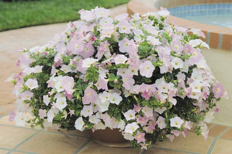 Petunia 'Wave Misty Lilac', Wave Misty Lilac Petunia, Spreading Petunia, Lilac Petunia, Lilac Flowers