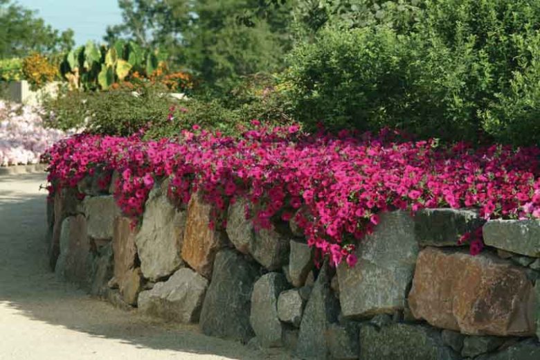 Petunia 'Wave Purple', Wave Purple Petunia, Spreading Petunia, Purple Petunia, Purple Flowers