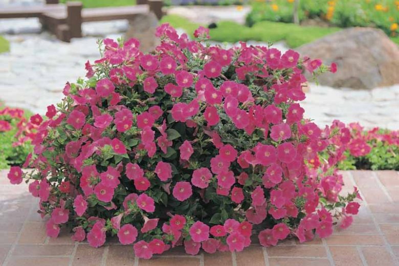 Petunia 'Wave Rose', Wave Rose Petunia, Spreading Petunia, Pink Petunia, Pink Flowers
