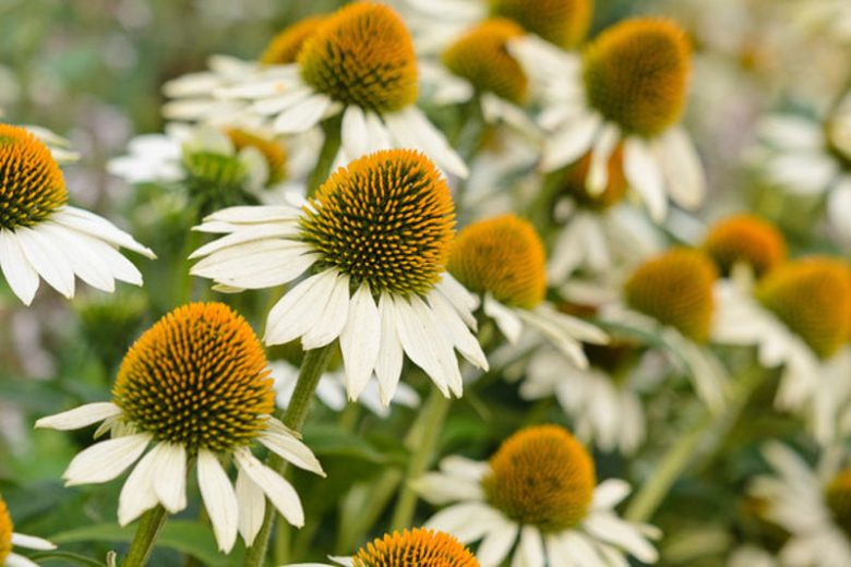 Echinacea Purpurea 'White Swan', Coneflower 'White Swan', Echinacea 'White Swan', White Coneflower, White Echinacea, Echinacea Purpurea