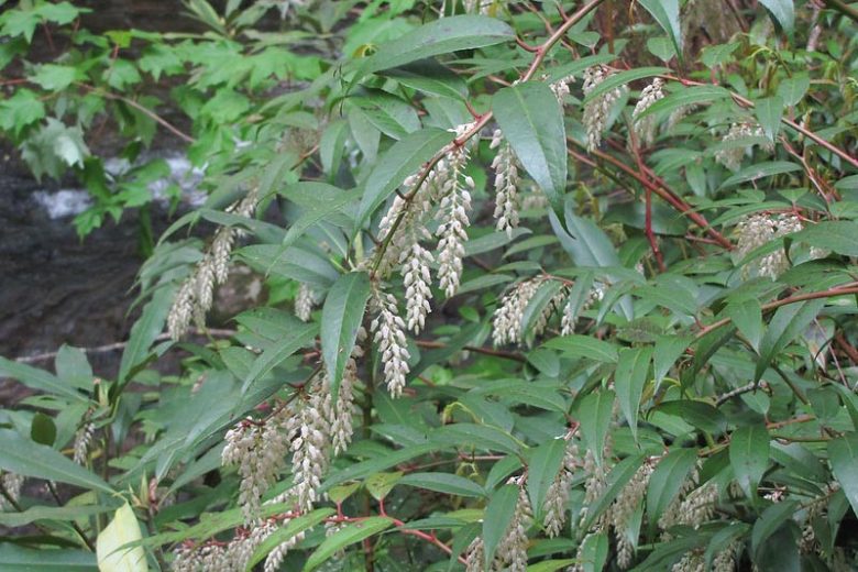Leucothoe fontanesiana, Highland Doghobble, Drooping Leucothoe, Drooping Laurel, Switch Ivy, Leucothoe axillaris var. editorum, Leucothoe catesbaei, Leucothoe editorum, Evergreen Shrub