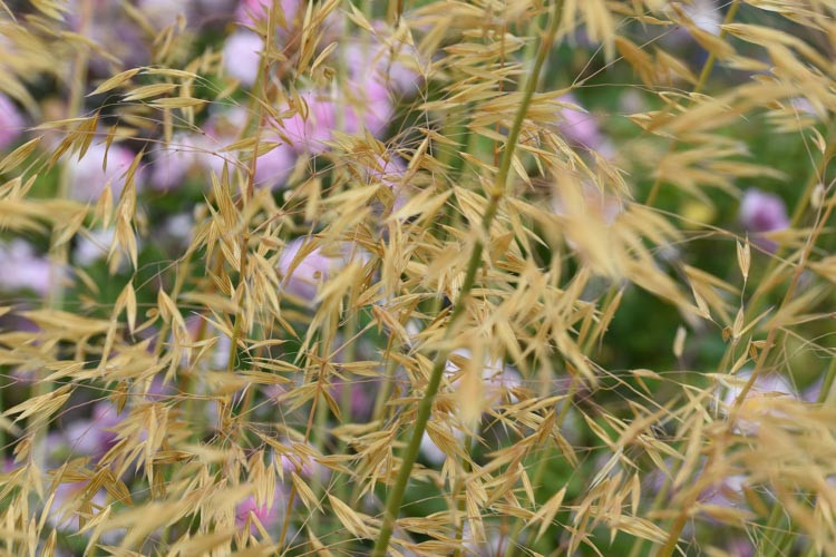 Stipa Gigantea, Golden Oats, Giant Feather Grass, Giant Needle Grass