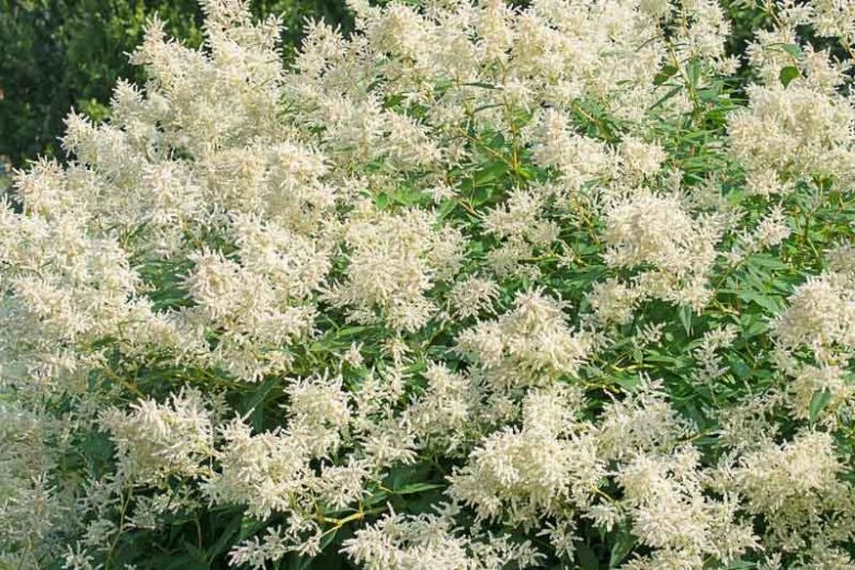 Persicaria polymorpha, Alpine Knotweed, Giant Fleeceflower, Polygonum alpinum, Polygonum polymorphum, Persicaria alpina, Fall perennial, Summer Perennial
