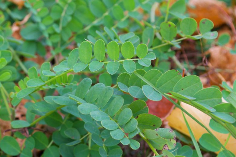 Senegalia greggii, Gregg Acacia, Gregg Catclaw Acacia, Texas Catclaw Acacia, Acacia greggii,, Evergreen Tree, Evergreen Shrub, Yellow Flowers, Fragrant Shrub, Fragrant Tree