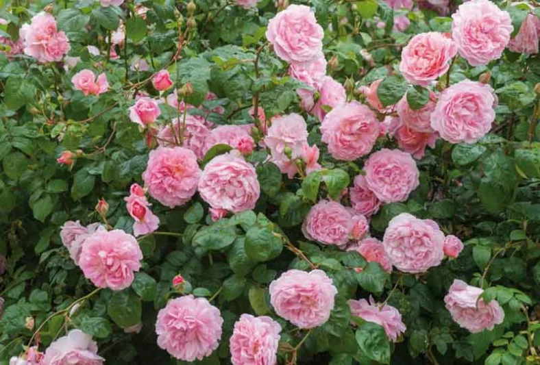 Rose Strawberry Hill, Rosa 'Strawberry Hill', English Rose 'Strawberry Hill', David Austin Roses, English Roses, Pink roses, shrub roses, Rose Bushes, Garden Roses, very fragrant roses, Favorite roses
