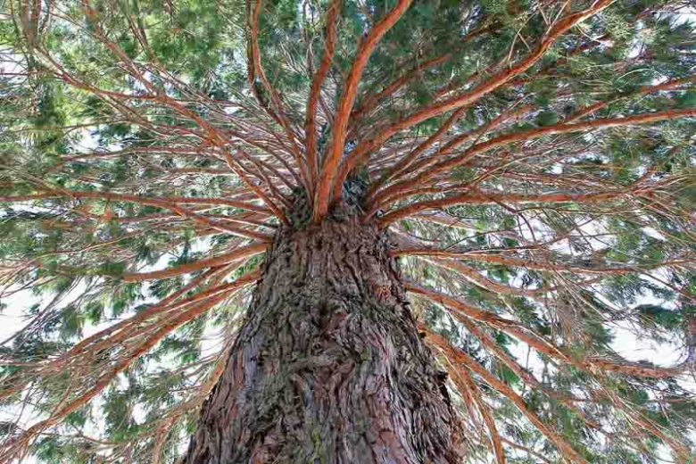 Sequoiadendron giganteum, Giant Redwood, Big Tree, Wellingtonia, Giant Sequoia, Mammoth Tree, Sierra Redwood, Washingtonia, Evergreen Conifer, Attractive bark Tree