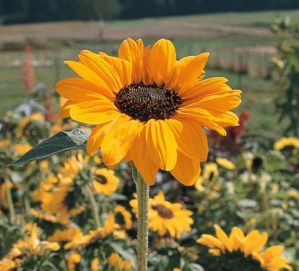 Helianthus annuus Soraya, Common Sunflower Soraya, Comb Flower Ring of Fire, Golden Flower of Peru Soraya, Yellow Flowers, Yellow Perennials, Yellow Sunflowers, Bicolor Flowers, Bicolor Perennials, Bicolor Sunflowers