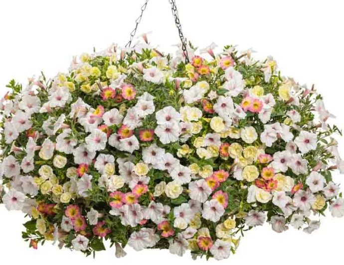 Calibrachoa 'Superbells Sweet Tart', Superbells Sweet Tart Calibrachoa, Mounding Calibrachoa, Trailing Calibrachoa, Pink Calibrachoa, Pink Flowers