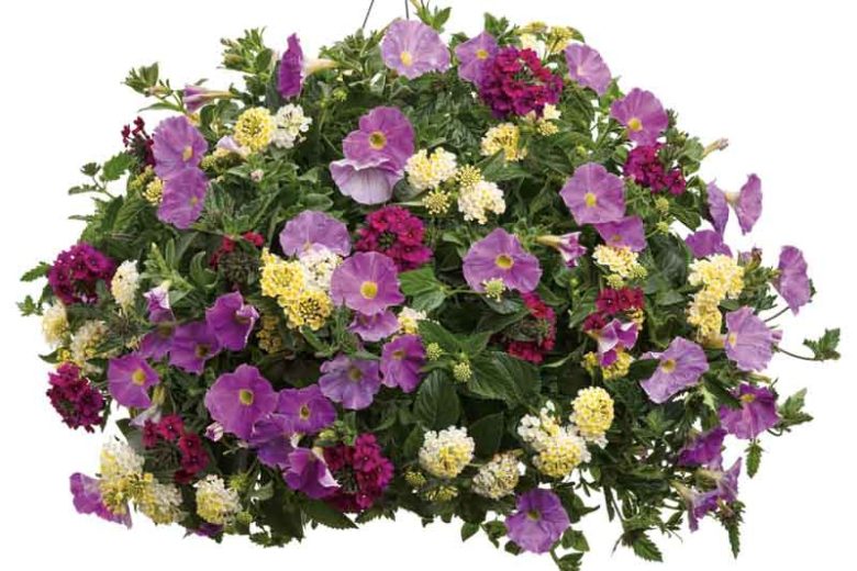 Petunia 'Supertunia Lavender Skies', Supertunia Lavender Skies Petunia, Mounding Petunia, Lavender Petunia, Lavender Flowers