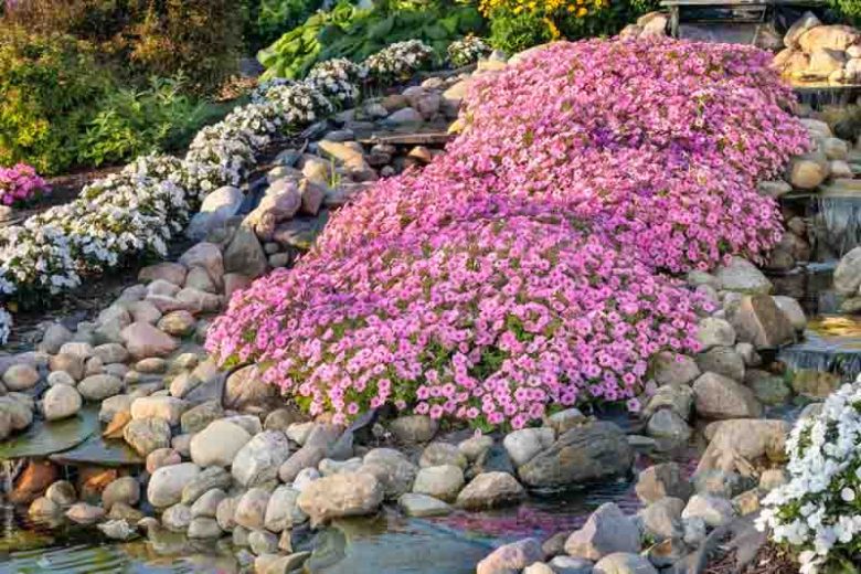 Petunia 'Supertunia Vista Bubblegum', Supertunia Vista Bubblegum Petunia, Mounding Petunia, Pink Petunia, Pink Flowers