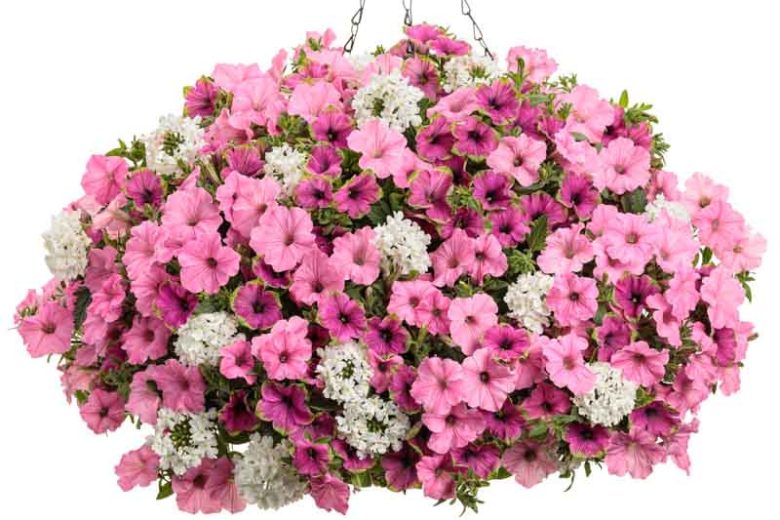 Petunia 'Supertunia Vista Bubblegum', Supertunia Vista Bubblegum Petunia, Mounding Petunia, Pink Petunia, Pink Flowers