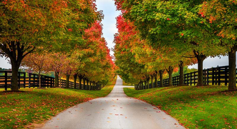 Kentucky Native Plants