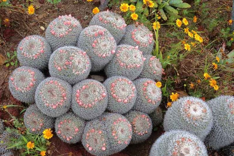 Mammillaria parkinsonii, Owl's-Eye Pincushion, Owl's-Eye, Owl-Eye Cactus, Owl-Eye Pincushion, Cactus parkinsonii, Neomammillaria parkinsonii, Small Succulent, Small Cactus