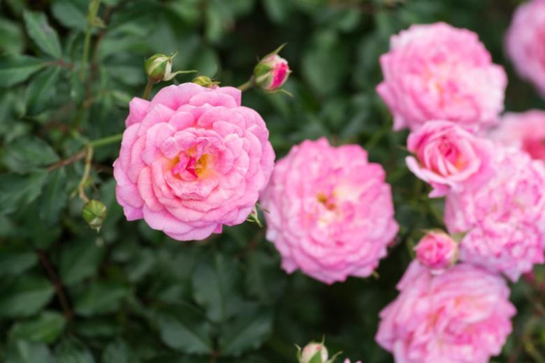 Rosa 'Sweet Drift®', Rose 'Sweet Drift®', Rosa 'Meiswetdom', Groundcover Roses, Pink Roses