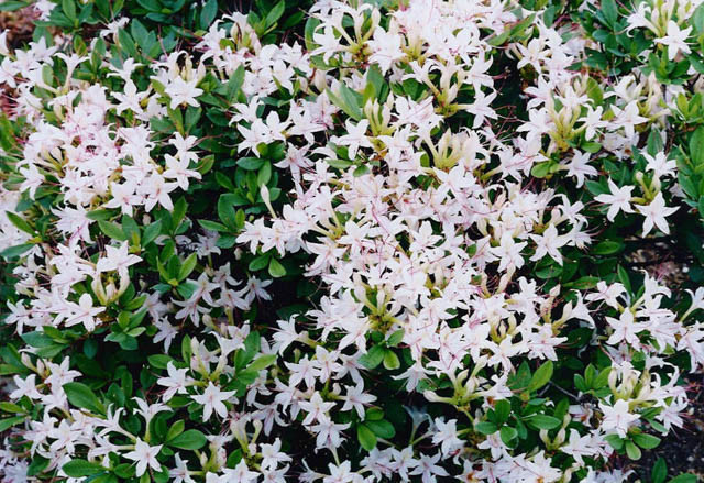 Rhododendron Arborescens, Sweet Azalea, Smooth Azalea, Azalea arborescens, Rhododendron 'Arborescens', Deciduous Azalea, Late Season Rhododendron, Very Late Season Rhododendron, Fragrant Rhododendron, White Rhododendron, White Flowering Shrub