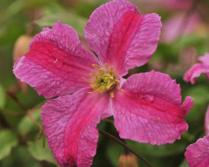Clematis Pink Mink, Pink Mink Clematis, Clematis Viticella Pink Mink®, Clematis 'Krakowiak', group 3 clematis, Pink clematis, lavender clematis, Viticella clematis