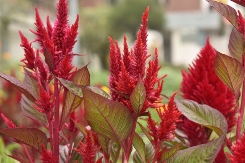Celosia argentea var. cristata 'Dragon's Breath', Plume Celosia 'Dragon's Breath', Feather Celosia 'Dragon's Breath', Feathered Amaranth 'Dragon's Breath', Plume Cockscomb 'Dragon's Breath', Plumed Celosia 'Dragon's Breath'