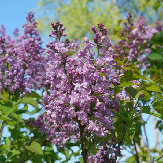 Syringa x hyacinthiflora Scentara® Double Blue, Syringa Scentara® Double Blue, Early Flowering Lilac Scentara® Double Blue, Early Hybrid Lilac Scentara® Double Blue, Blue lilac, Fragrant Lilac, Blue Flowers, Fragrant Shrub, Fragrant Tree