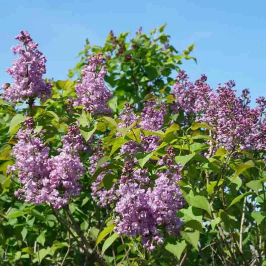 Syringa x hyacinthiflora Scentara® Double Blue, Syringa Scentara® Double Blue, Early Flowering Lilac Scentara® Double Blue, Early Hybrid Lilac Scentara® Double Blue, Blue lilac, Fragrant Lilac, Blue Flowers, Fragrant Shrub, Fragrant Tree