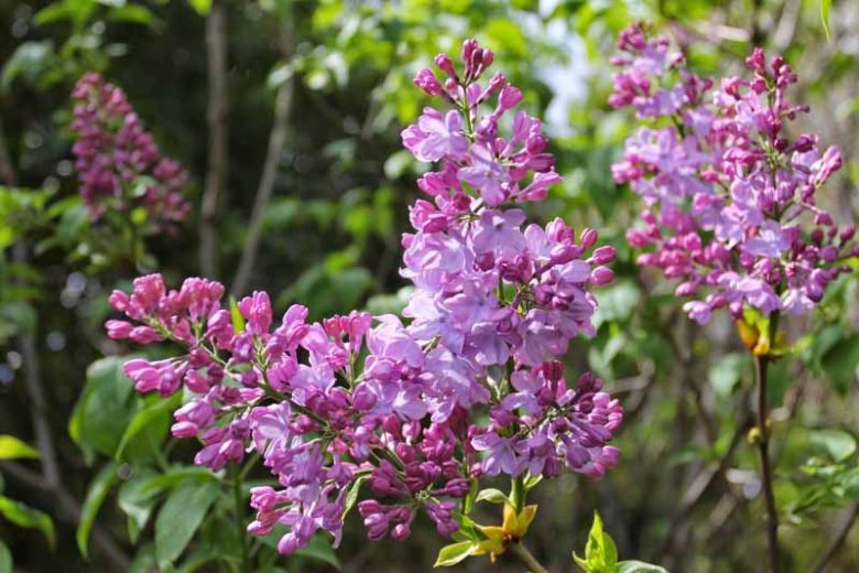 Syringa vulgaris 'Blue Skies',Syringa 'Blue Skies', Lilac 'Blue Skies', French Lilac 'Blue Skies', Syringa vulgaris 'Monore', blue lilac, Fragrant Lilac, blue Flowers, Fragrant Shrub, Fragrant Tree