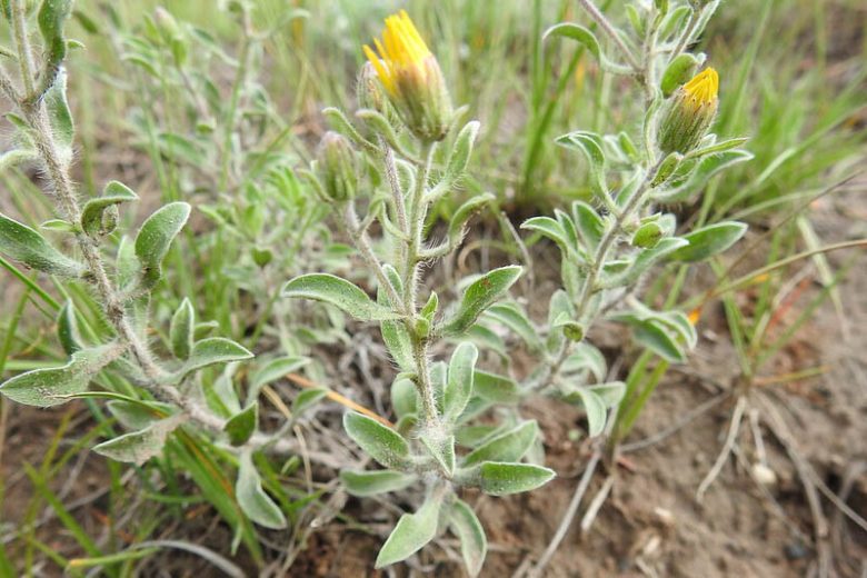 Heterotheca villosa, Hairy False Goldenaster, Hairy Golden Aster, Chrysopsis villosa, Yellow Flowers