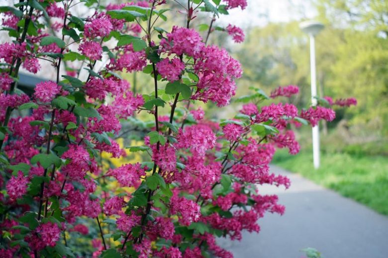 Ribes sanguineum, Redflower Currant, Blood Currant, Pink-flowered Currant, Red Flowering Currant, Black Berries, Black Currants, Red Flowers, flowering shrub