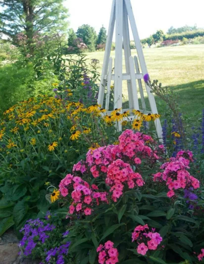 Phlox paniculata Coral Crème Drop, Border Phlox Coral Crème Drop, Fall Phlox Coral Crème Drop, Garden Phlox Coral Crème Drop, Perennial Phlox  Coral Crème Drop, Summer Phlox Coral Crème Drop, Phlox paniculata 'Ditomdre', Pink Garden Phlox, Pink Phlox