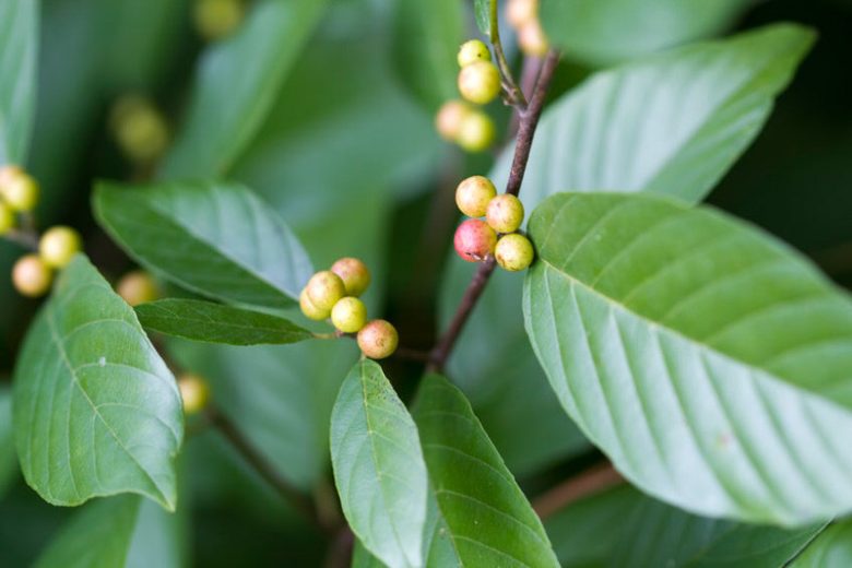Rhamnus californica, California Buckthorn, California Coffeeberry, Frangula californica