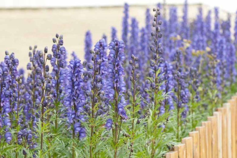 Aconitum Napellus, Monkshood, Aconite, Wolfsbane, Perennials with attractive foliage, Showy perennials, Shade plant perennials