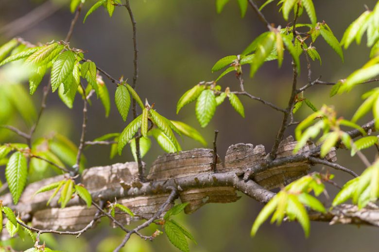 Ulmus alata, American Elm, American Water Elm,  Water Elm, White Elm, Tree with fall color, Fall color, Attractive bark Tree