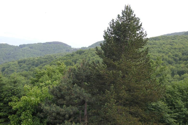 Abies cephalonica, Greek Fir, Evergreen Conifer, Evergreen Shrub, Evergreen Tree