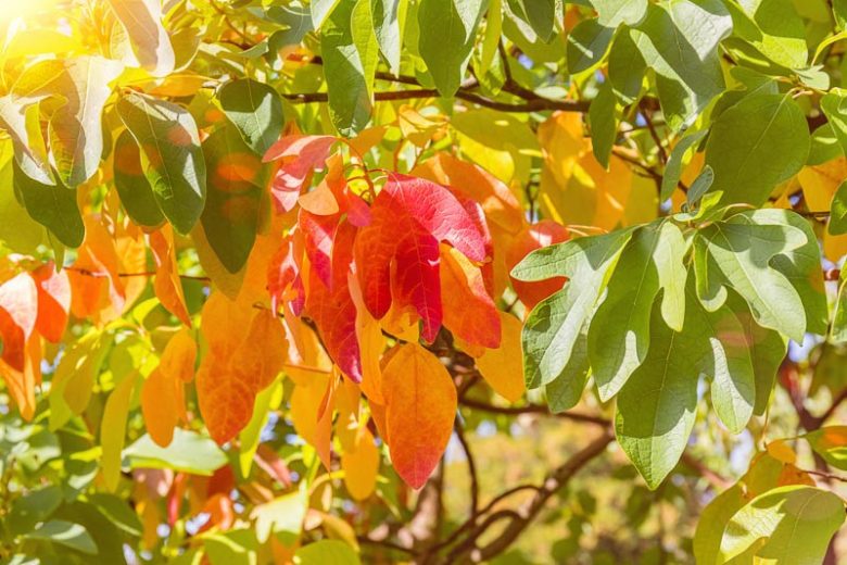 Sassafras albidum, Sassafras, Ague Tree, Sassafras Tree, White Sassafras