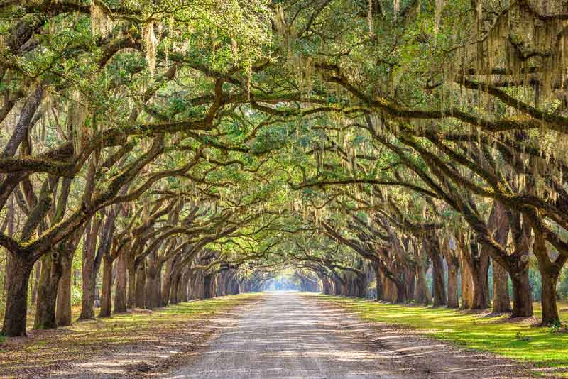 Southeastern Native Plants