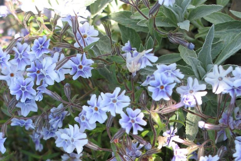 Phlox bifida, Sand Phlox, Cleft-Petalled Phlox, Bifid Phlox, Blue Phlox
