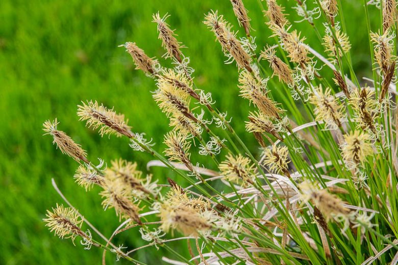 Carex pensylvanica, Pennsylvania Sedge, Carex marginata, Carex stolonifera, Ornamental grasses, Ornamental grass, Decorative grasses, grasses, perennial grasses